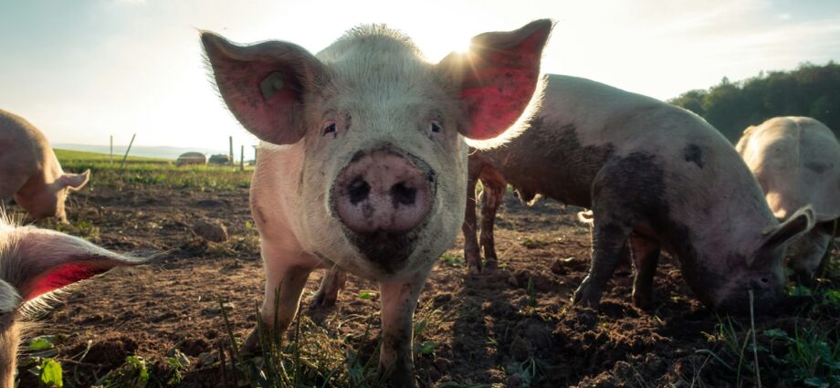 Landraub und Naturzerstörung für deutsches Schweinefleisch? Das steckt hinter den Lieferketten von Tönnies und Co.